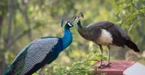 National Bird of India